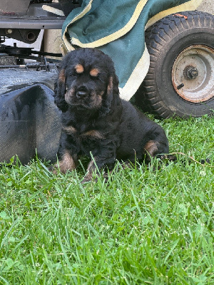 Des Prés De Cassiopée - Cocker Spaniel Anglais - Portée née le 15/04/2024