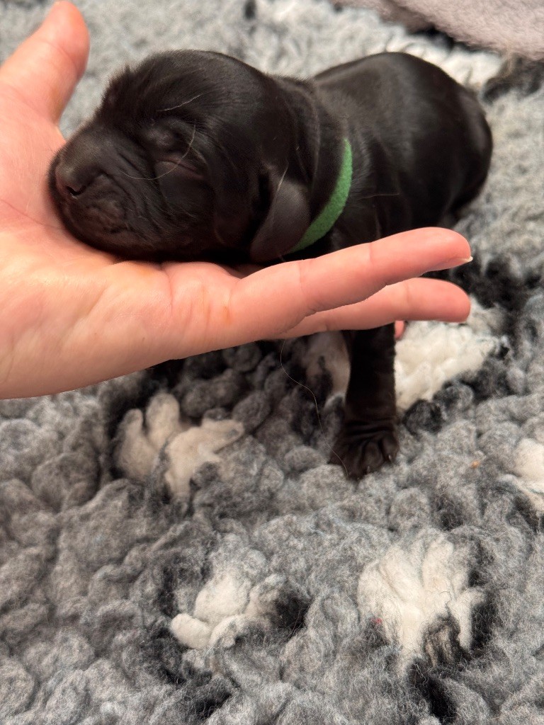 Des Prés De Cassiopée - Chiots disponibles - Cocker Spaniel Anglais