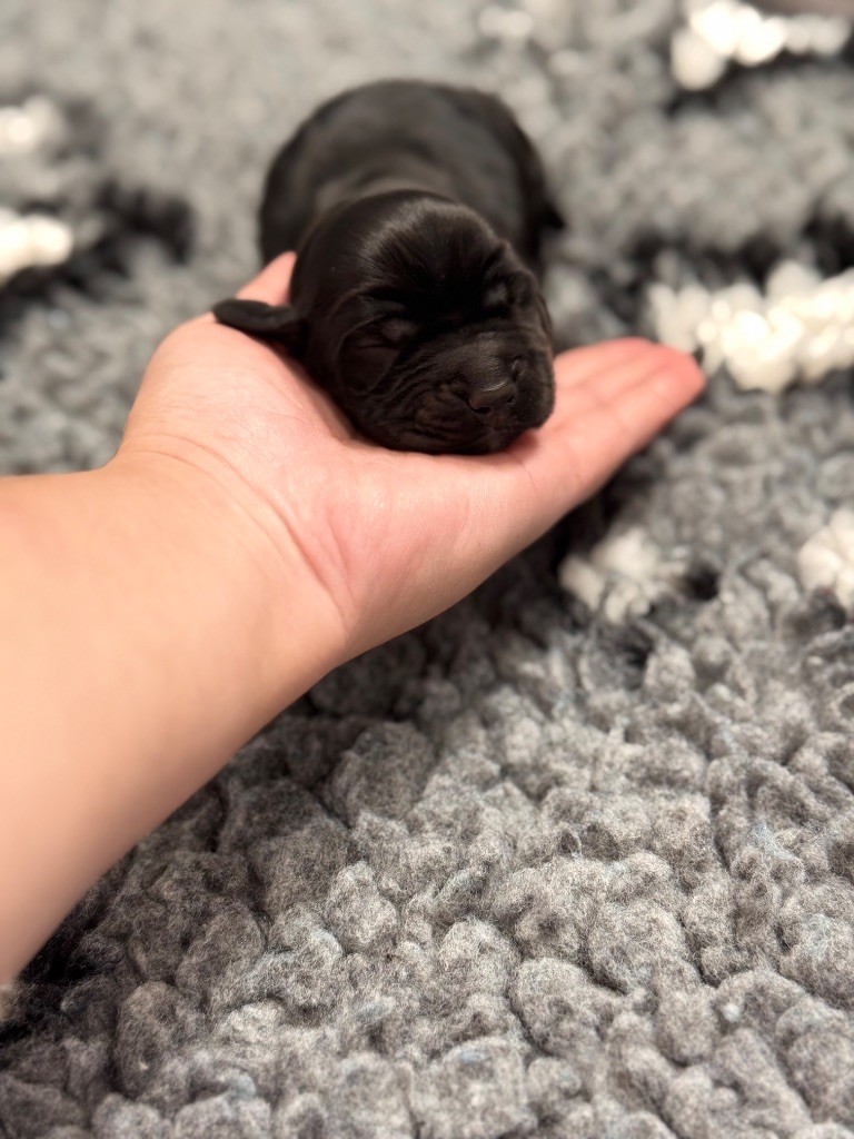 Des Prés De Cassiopée - Chiots disponibles - Cocker Spaniel Anglais